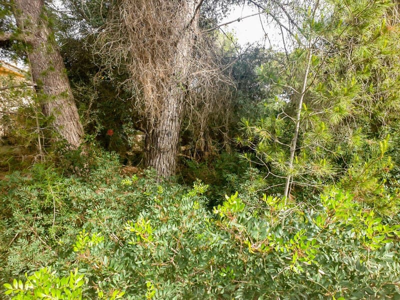 Building Plot for sale in Ca'n Picafort - € 244,000 (Ref: 6854783)