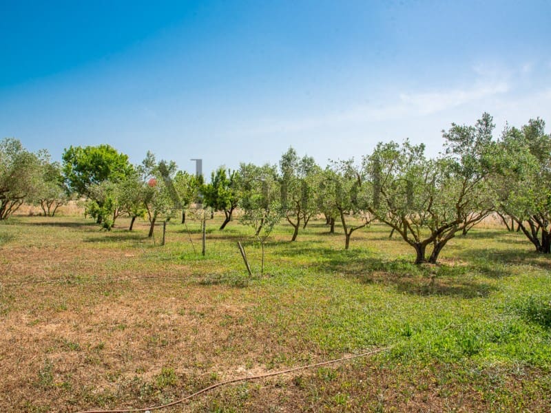 Terreno Non Edificato in vendita in Alcudia - 1.900.000 € (Rif: 6879650)