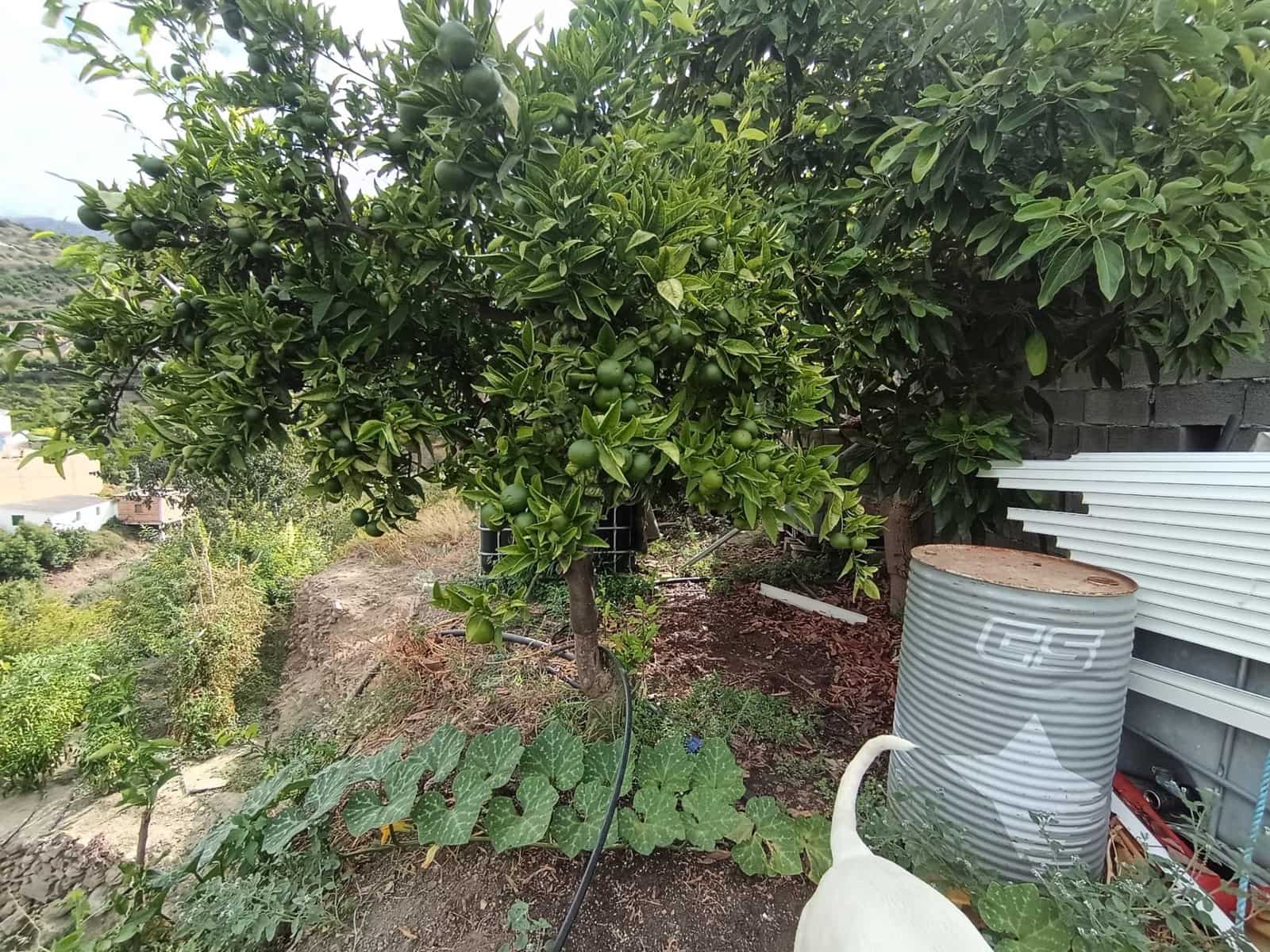 Terre non Aménagée à vendre à Canillas de Aceituno - 30 000 € (Ref: 10068026)