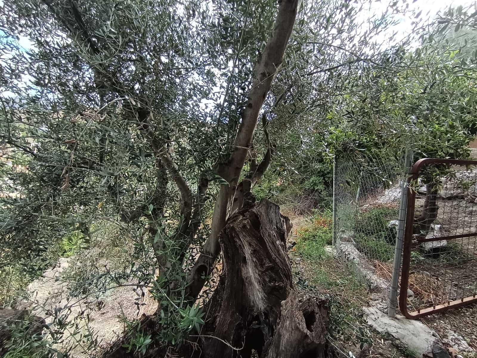 Terre non Aménagée à vendre à Canillas de Aceituno - 30 000 € (Ref: 10068026)