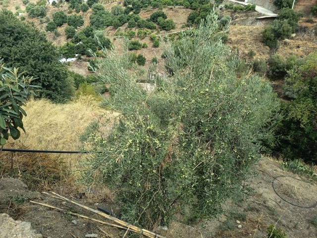 Grunde uden byggetilladelser til salg i Canillas de Aceituno - € 30.000 (Ref: 10068026)