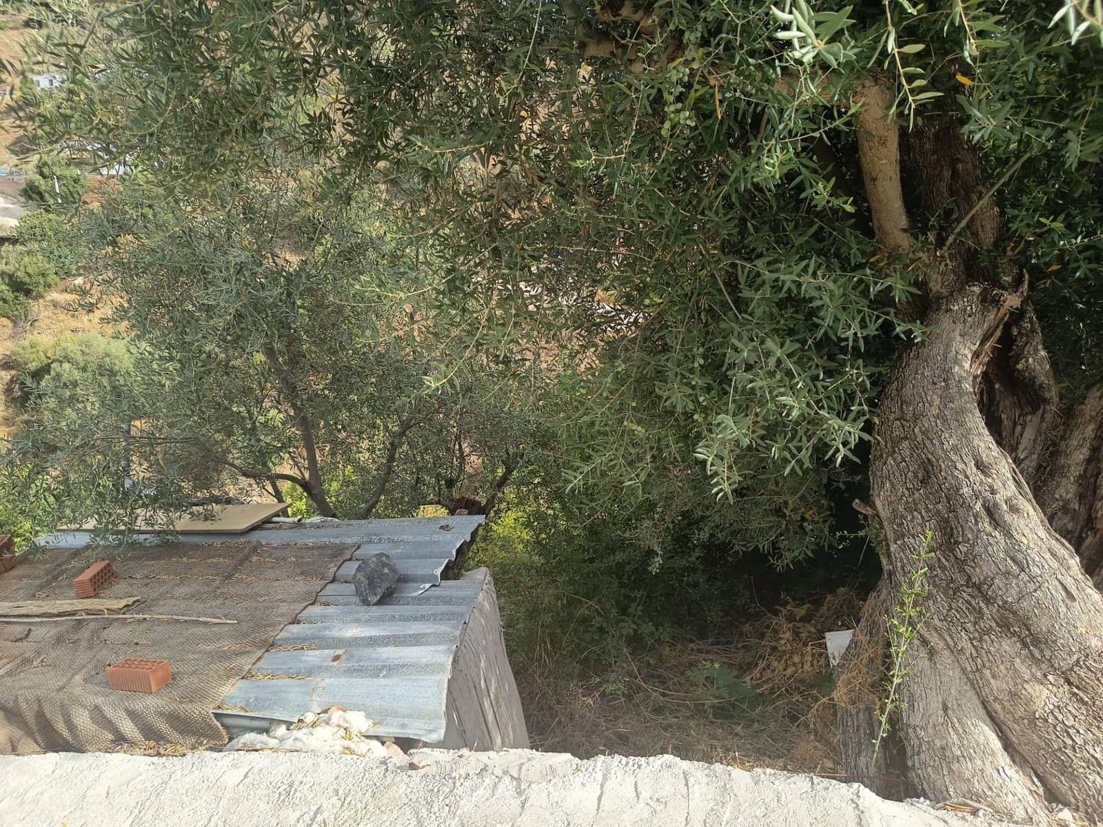 Terre non Aménagée à vendre à Canillas de Aceituno - 30 000 € (Ref: 10068026)