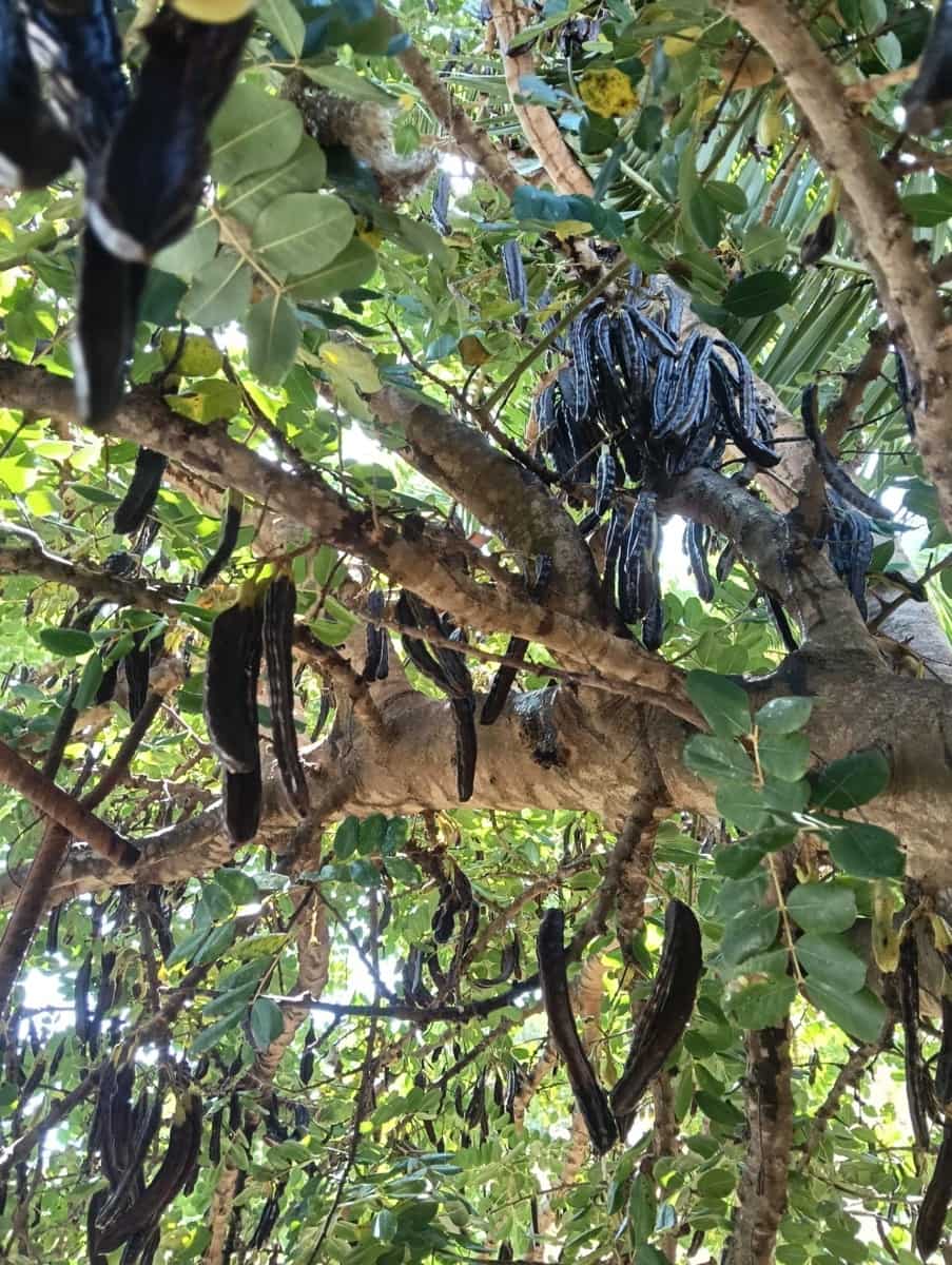 Byggegrund til salg i Benajarafe - € 450.000 (Ref: 8078866)