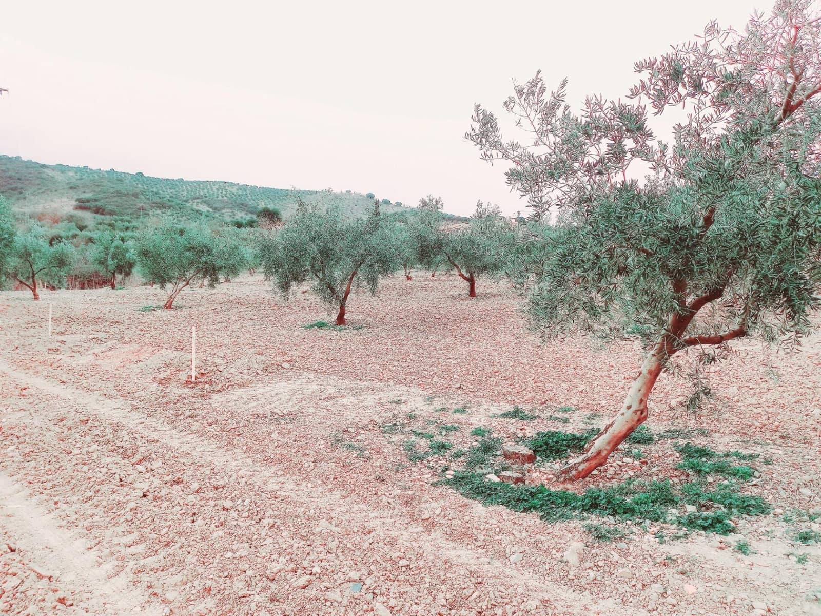 Grunde uden byggetilladelser til salg i Granada by - € 66.000 (Ref: 8090208)