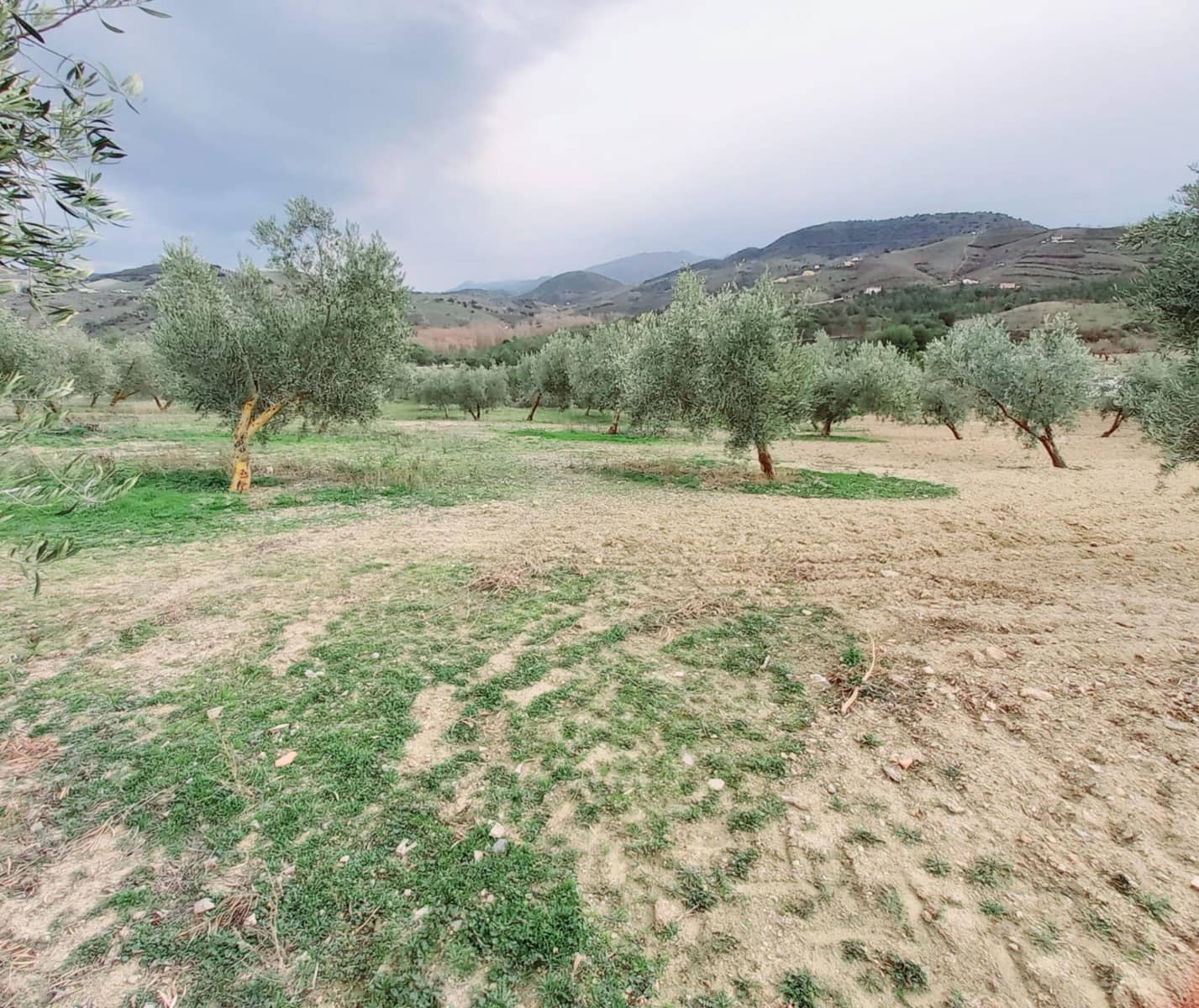 Ubebygd land til salgs i Granada by - € 66 000 (Ref: 8090208)