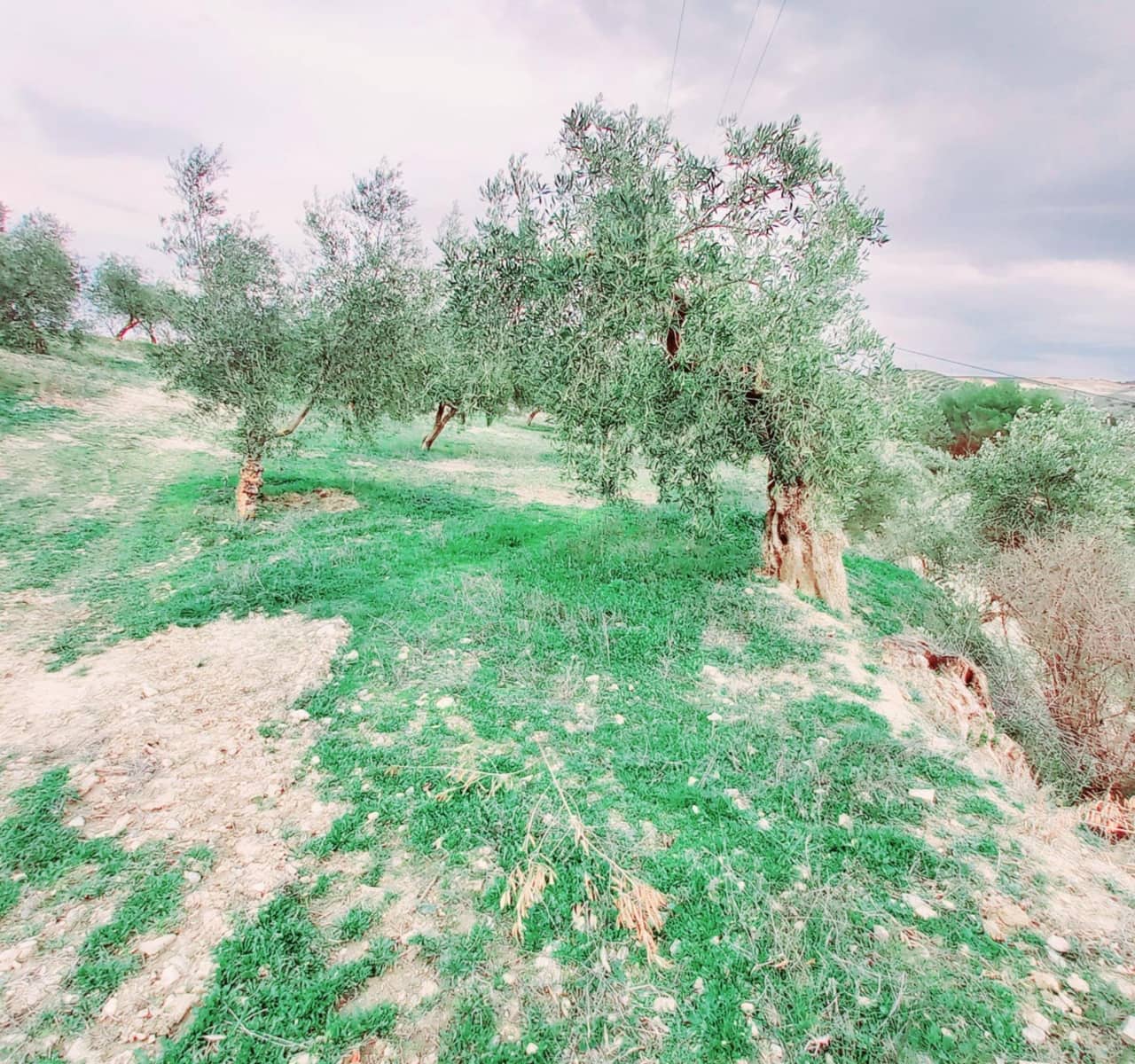 Ubebygd land til salgs i Granada by - € 66 000 (Ref: 8090208)