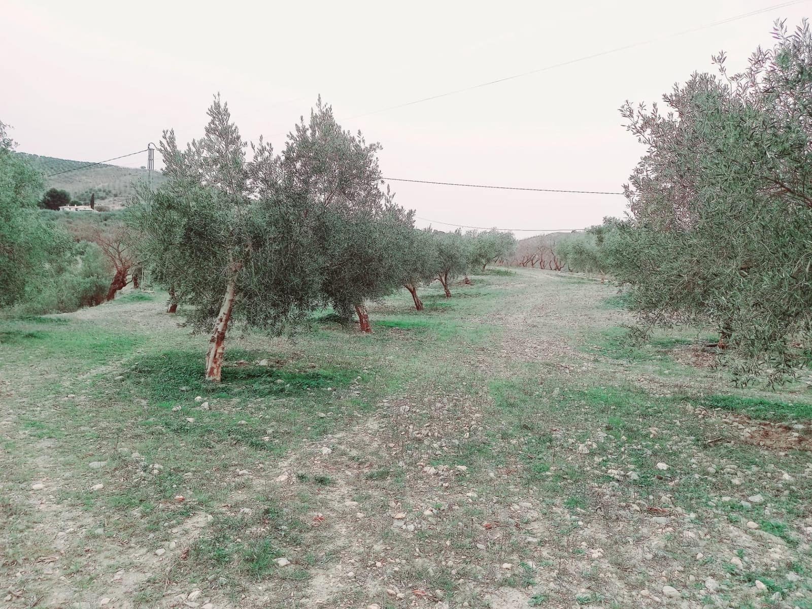 Ubebygd land til salgs i Granada by - € 66 000 (Ref: 8090208)