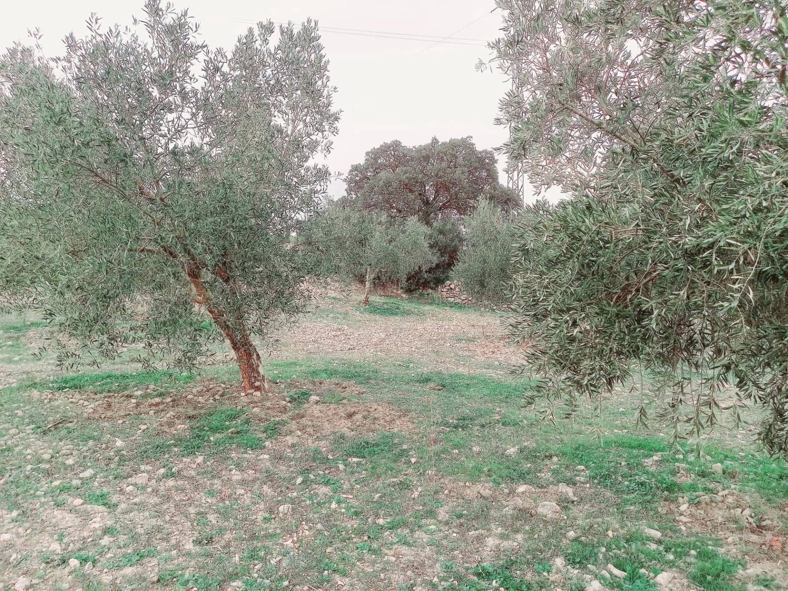 Ubebygd land til salgs i Granada by - € 66 000 (Ref: 8090208)