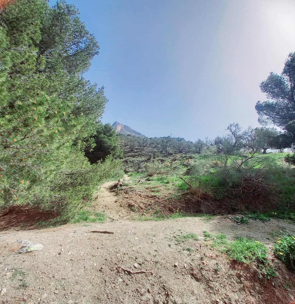 Ubebygd land til salgs i Canillas de Aceituno - € 210 000 (Ref: 8209193)