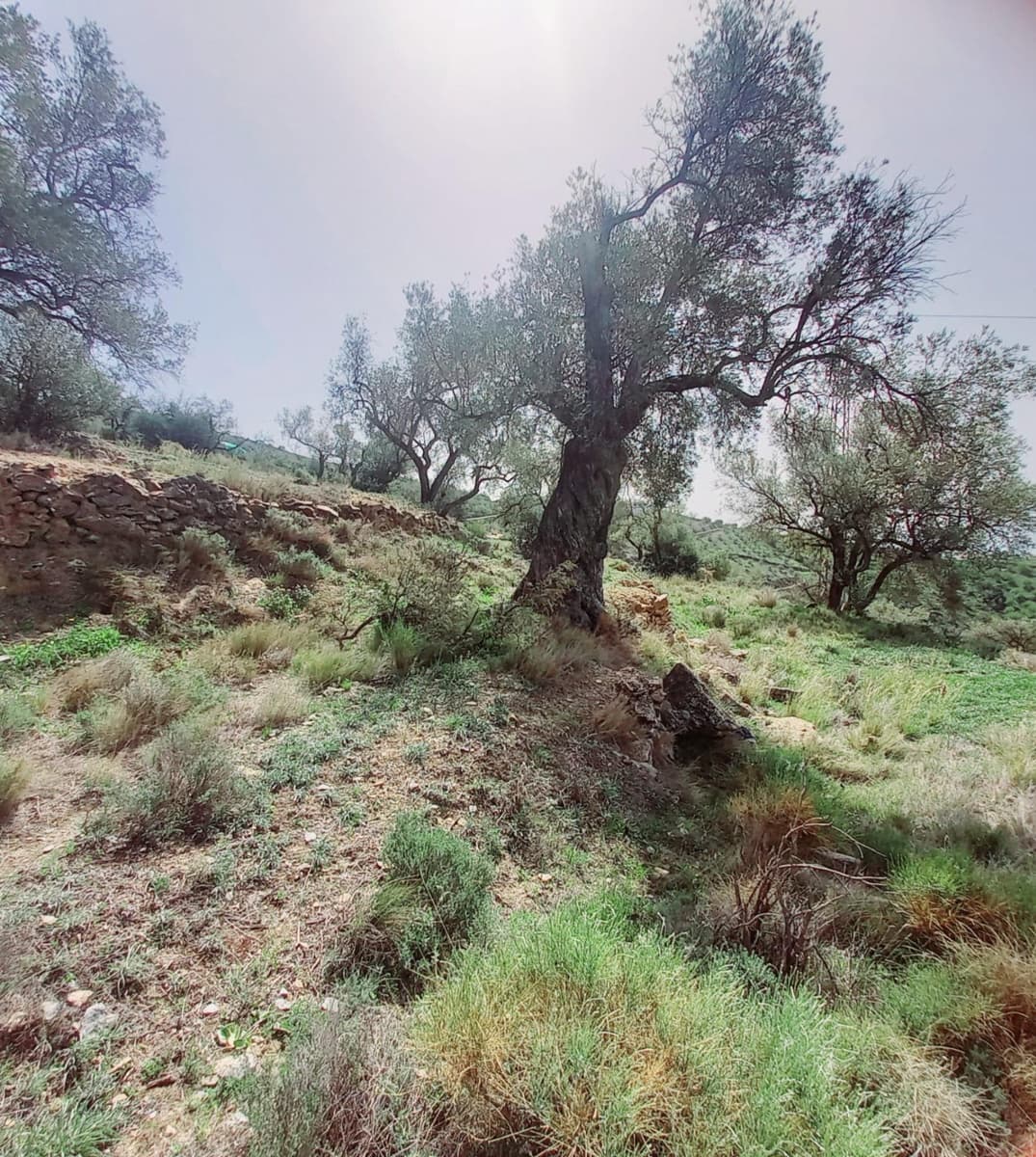Ubebygd land til salgs i Canillas de Aceituno - € 210 000 (Ref: 8209193)