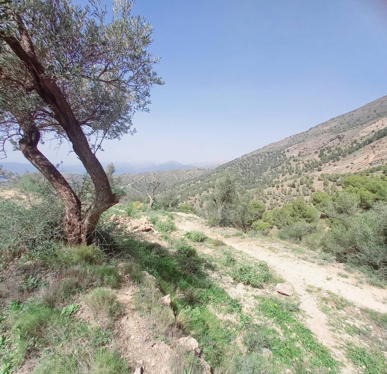 Ubebygd land til salgs i Canillas de Aceituno - € 210 000 (Ref: 8209193)