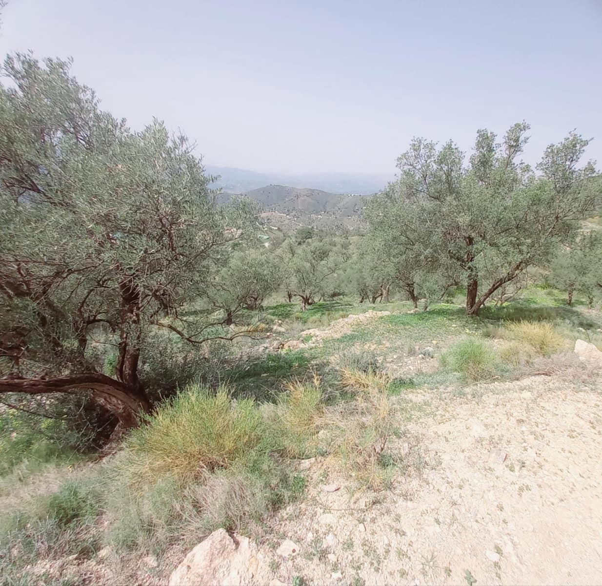 Ubebygd land til salgs i Canillas de Aceituno - € 210 000 (Ref: 8209193)