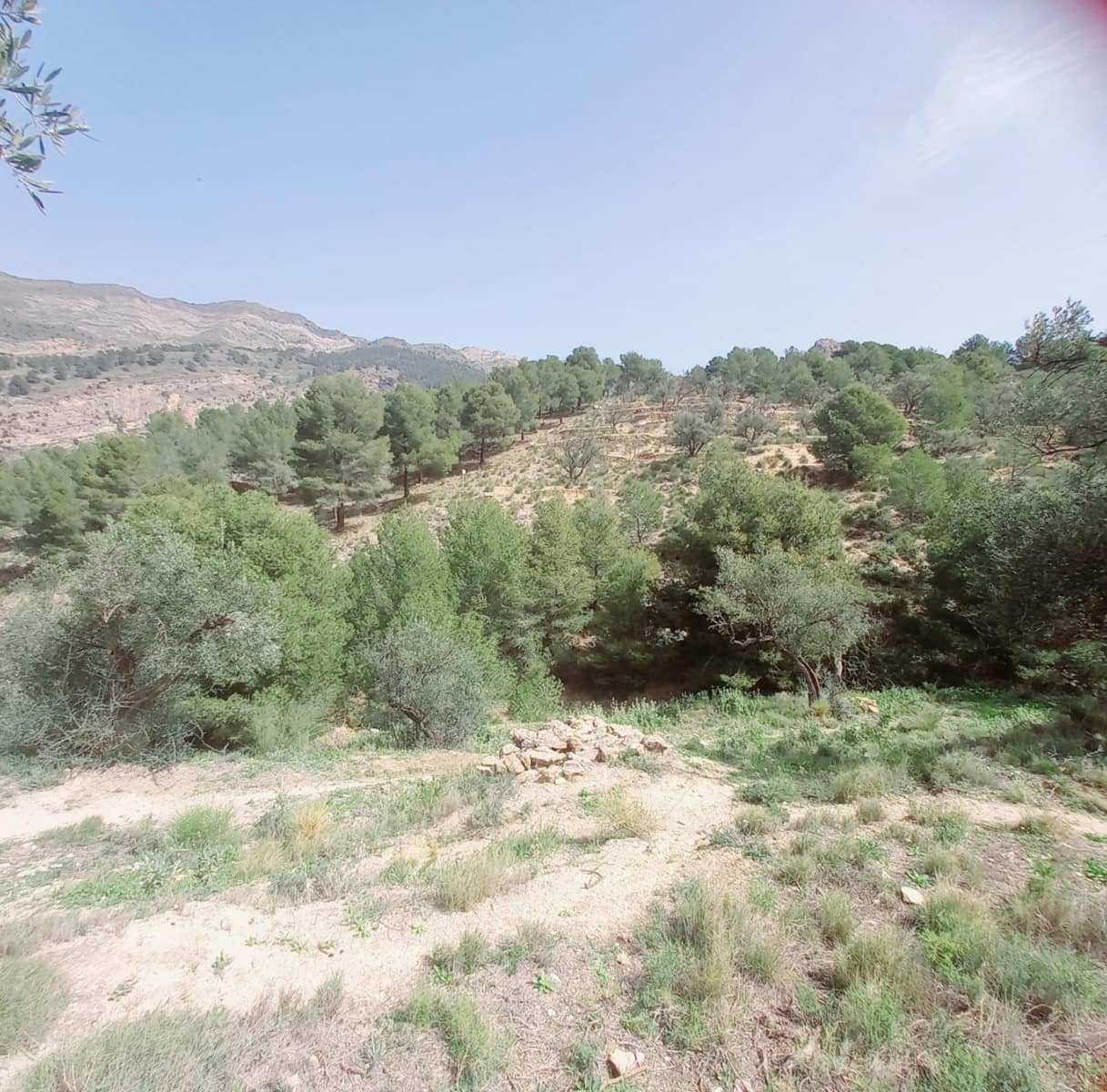 Ubebygd land til salgs i Canillas de Aceituno - € 210 000 (Ref: 8209193)