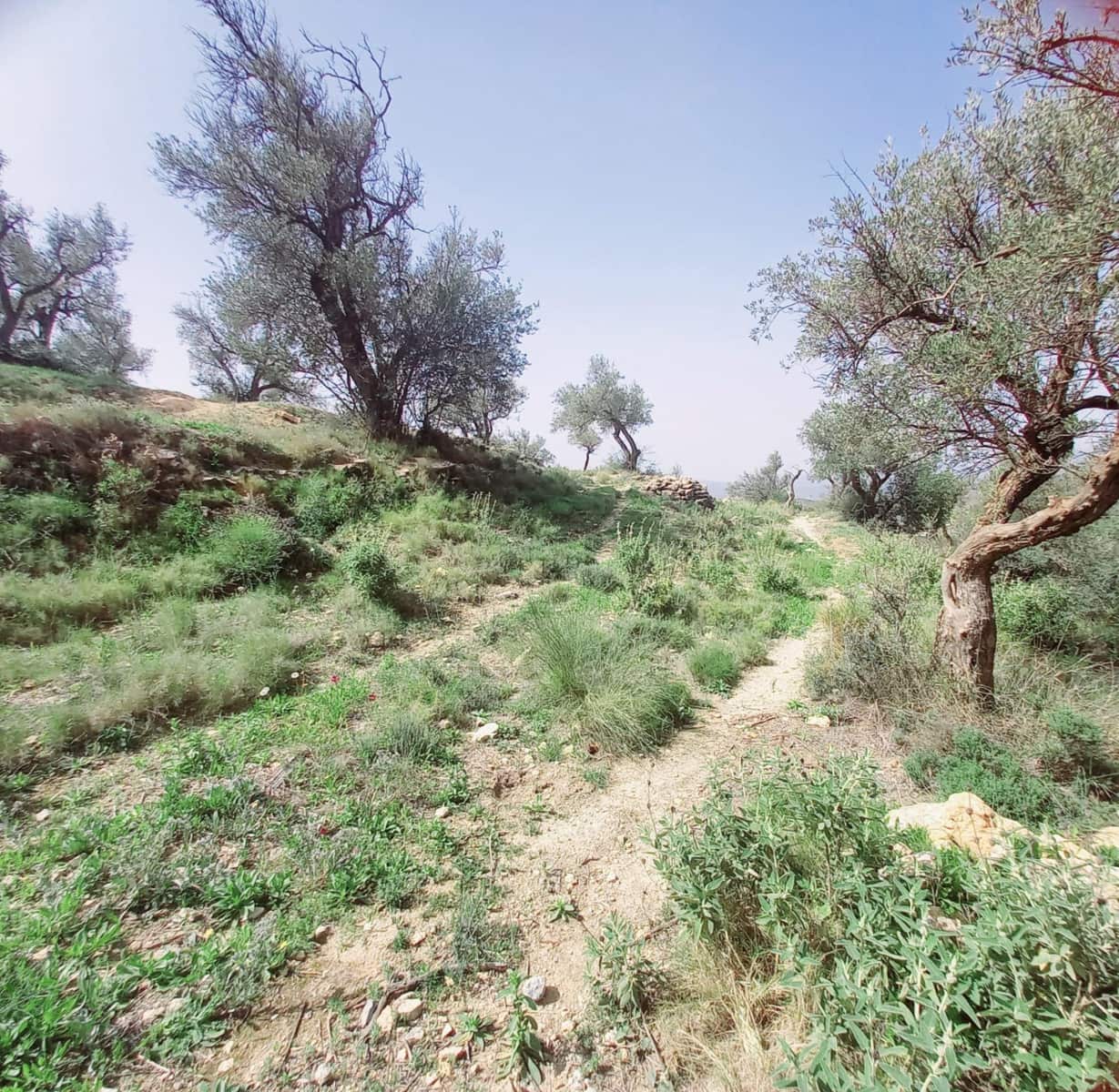 Ubebygd land til salgs i Canillas de Aceituno - € 210 000 (Ref: 8209193)