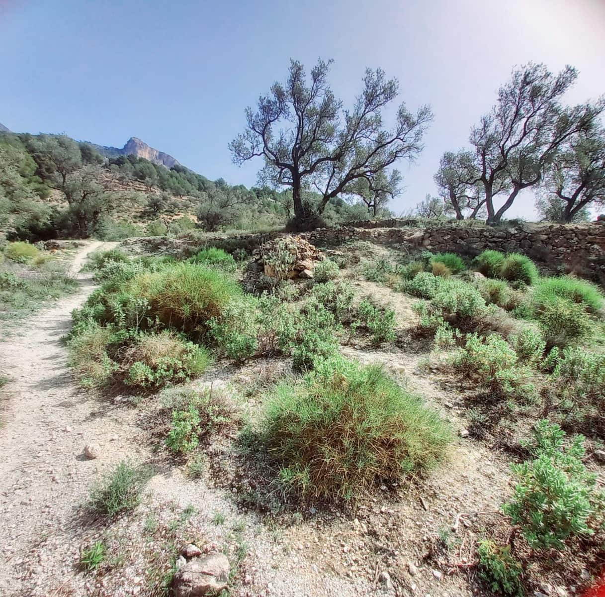 Ubebygd land til salgs i Canillas de Aceituno - € 210 000 (Ref: 8209193)