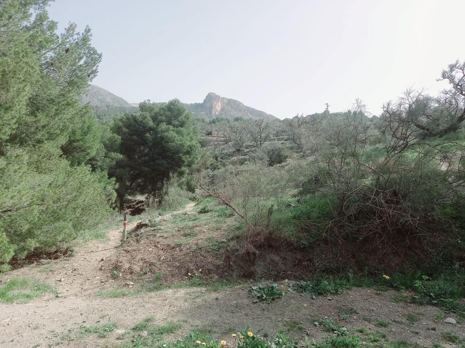 Ubebygd land til salgs i Canillas de Aceituno - € 210 000 (Ref: 8209193)