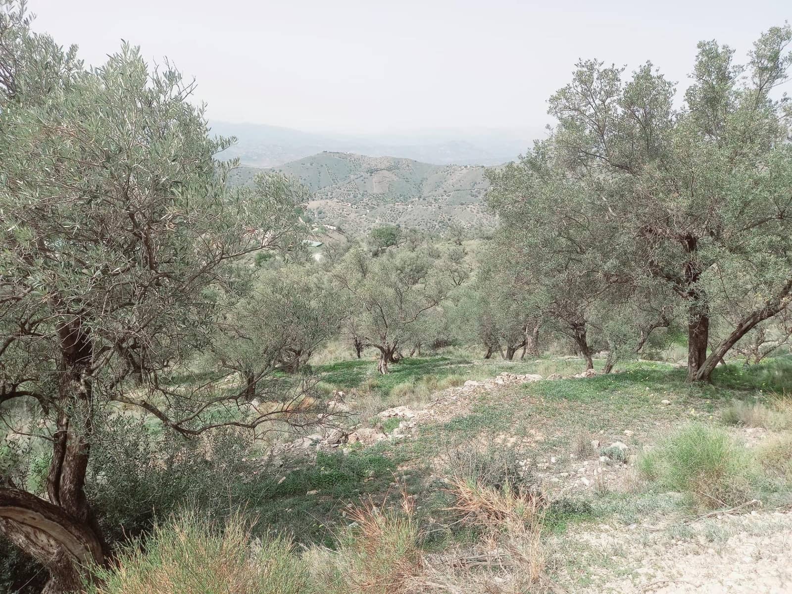 Ubebygd land til salgs i Canillas de Aceituno - € 210 000 (Ref: 8209193)