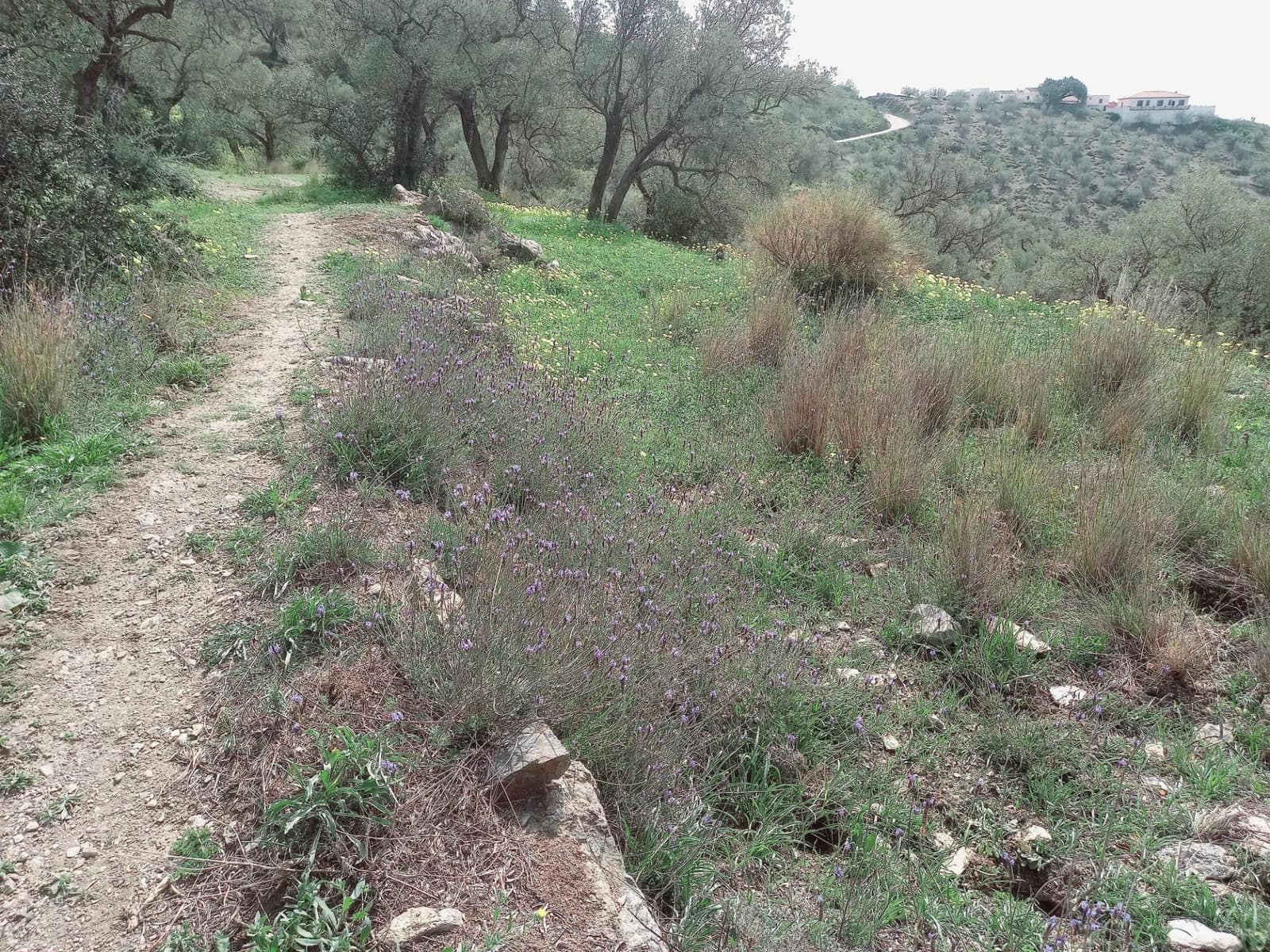 Ubebygd land til salgs i Canillas de Aceituno - € 210 000 (Ref: 8209193)