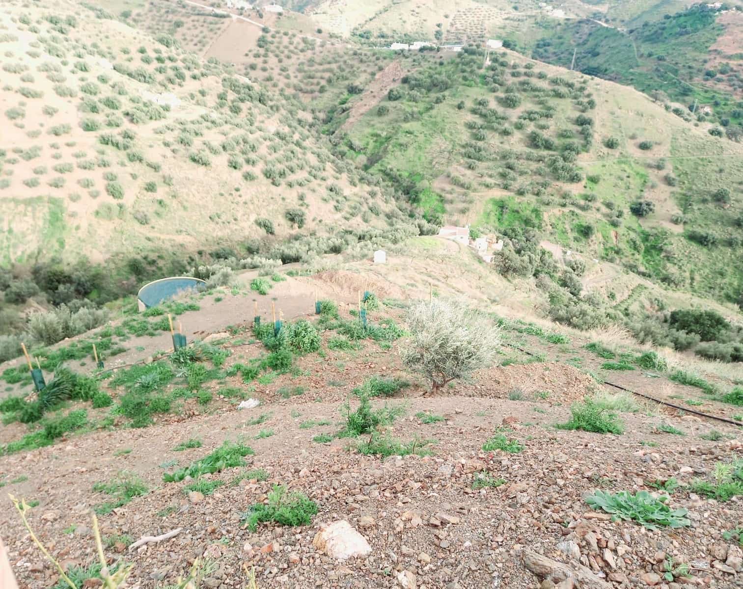 Teren niezagospodarowany na sprzedaż w Canillas de Aceituno - 40 000 € (Ref: 8851919)