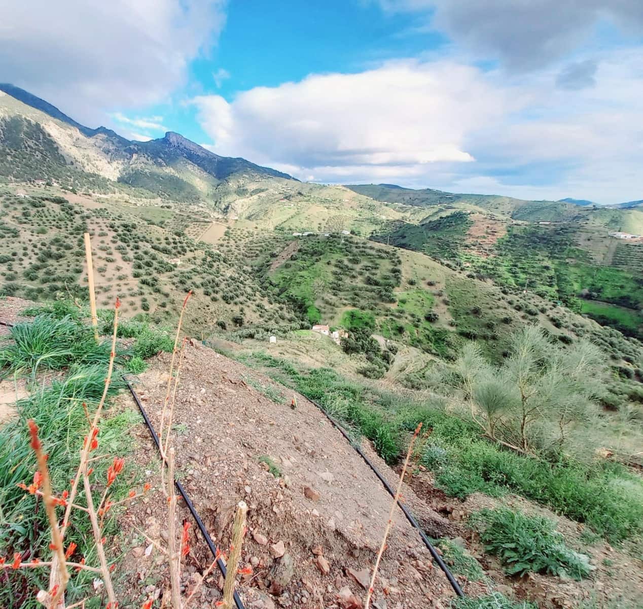 Ubebygd land til salgs i Canillas de Aceituno - € 40 000 (Ref: 8851919)