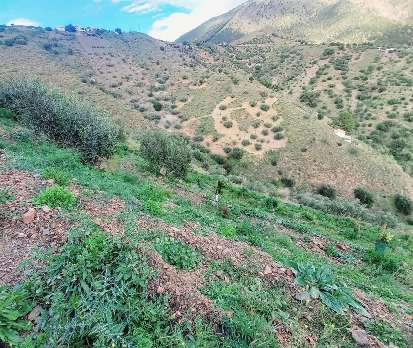 Ubebygd land til salgs i Canillas de Aceituno - € 40 000 (Ref: 8851919)