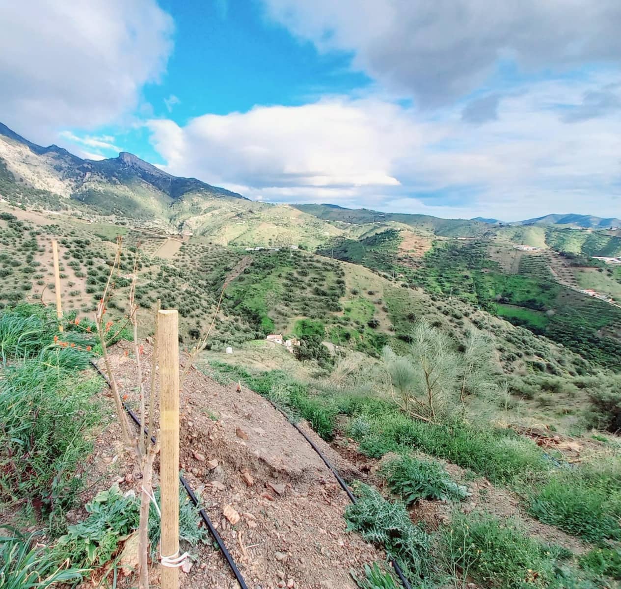 Ubebygd land til salgs i Canillas de Aceituno - € 40 000 (Ref: 8851919)