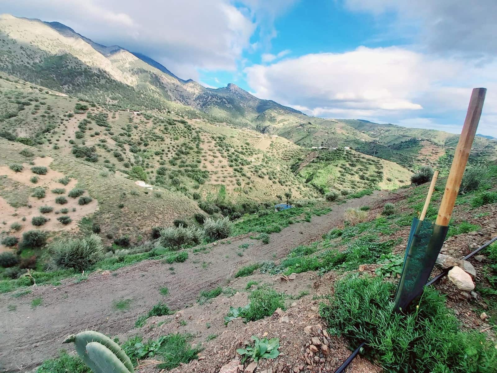 Ubebygd land til salgs i Canillas de Aceituno - € 40 000 (Ref: 8851919)