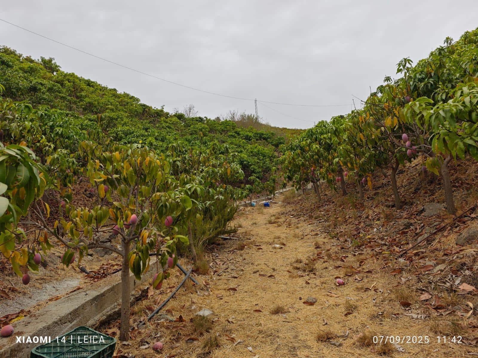 Mark till salu i Canillas de Aceituno - 120 000 € (Ref: 9296960)