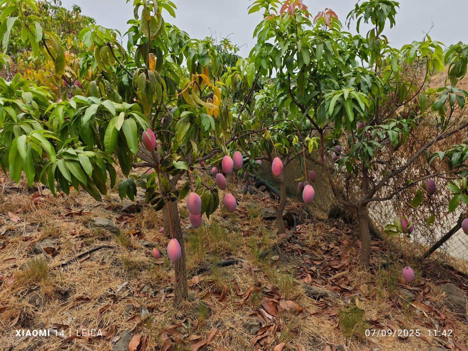 Mark till salu i Canillas de Aceituno - 120 000 € (Ref: 9296960)