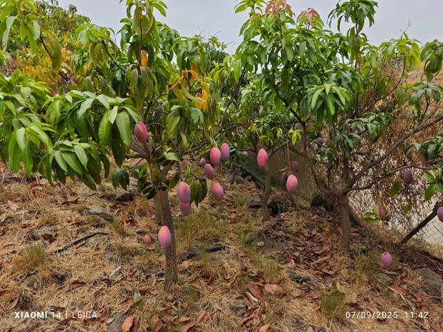 Mark till salu i Canillas de Aceituno - 120 000 € (Ref: 9296960)