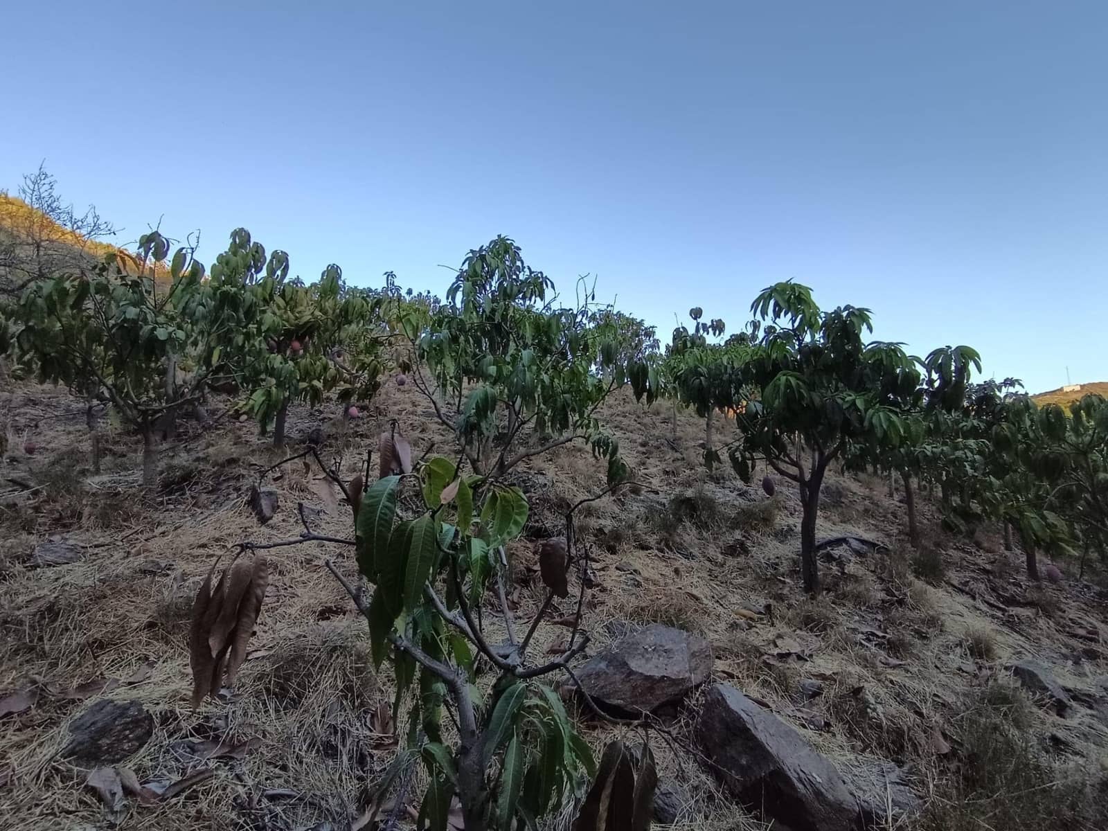 Mark till salu i Canillas de Aceituno - 120 000 € (Ref: 9296960)