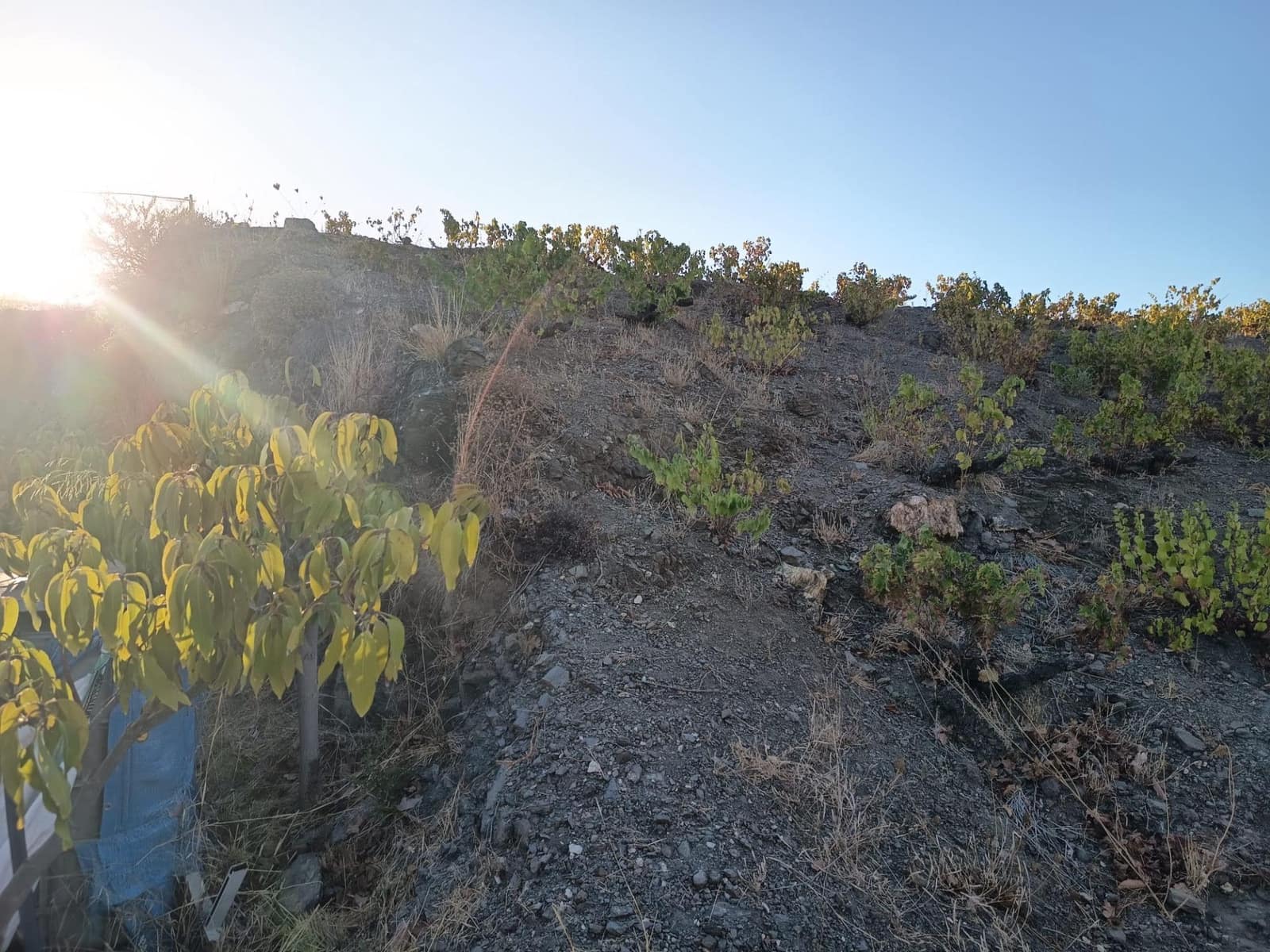 Mark till salu i Canillas de Aceituno - 120 000 € (Ref: 9296960)