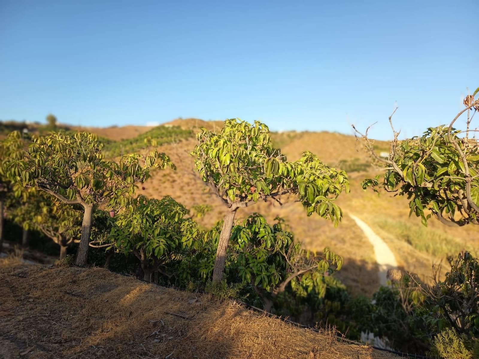 Mark till salu i Canillas de Aceituno - 120 000 € (Ref: 9296960)