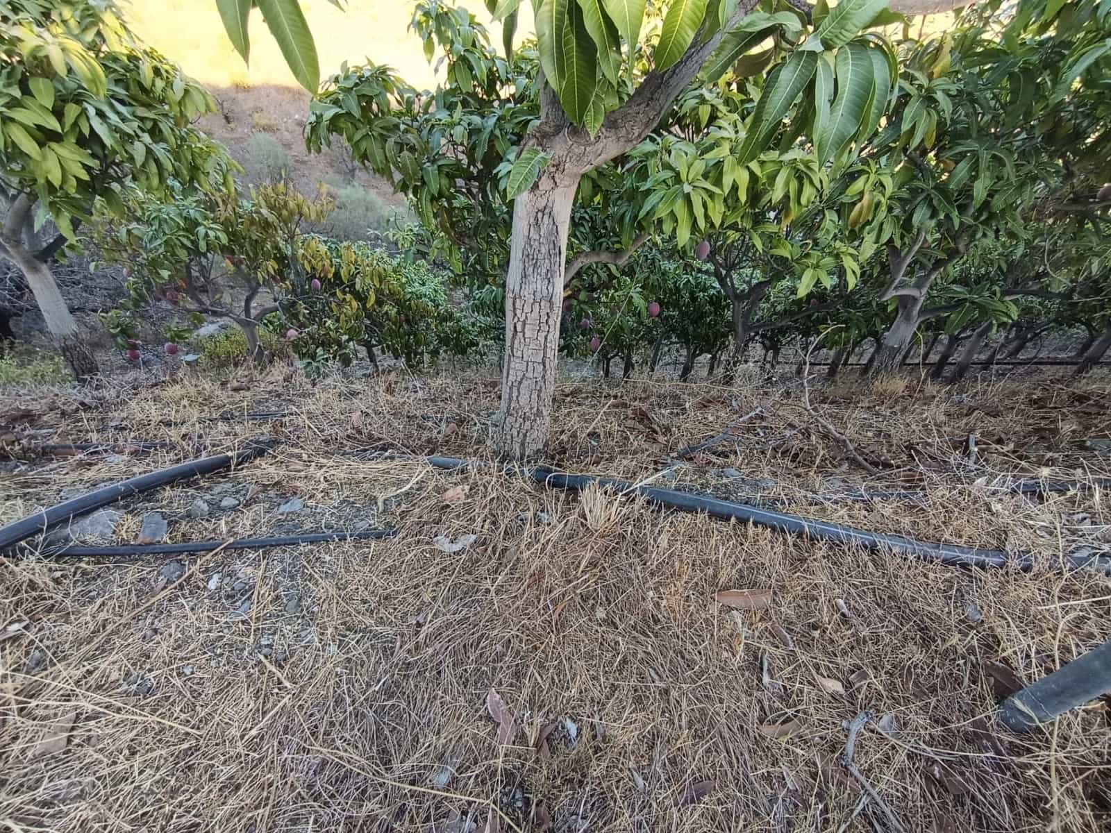 Mark till salu i Canillas de Aceituno - 120 000 € (Ref: 9296960)