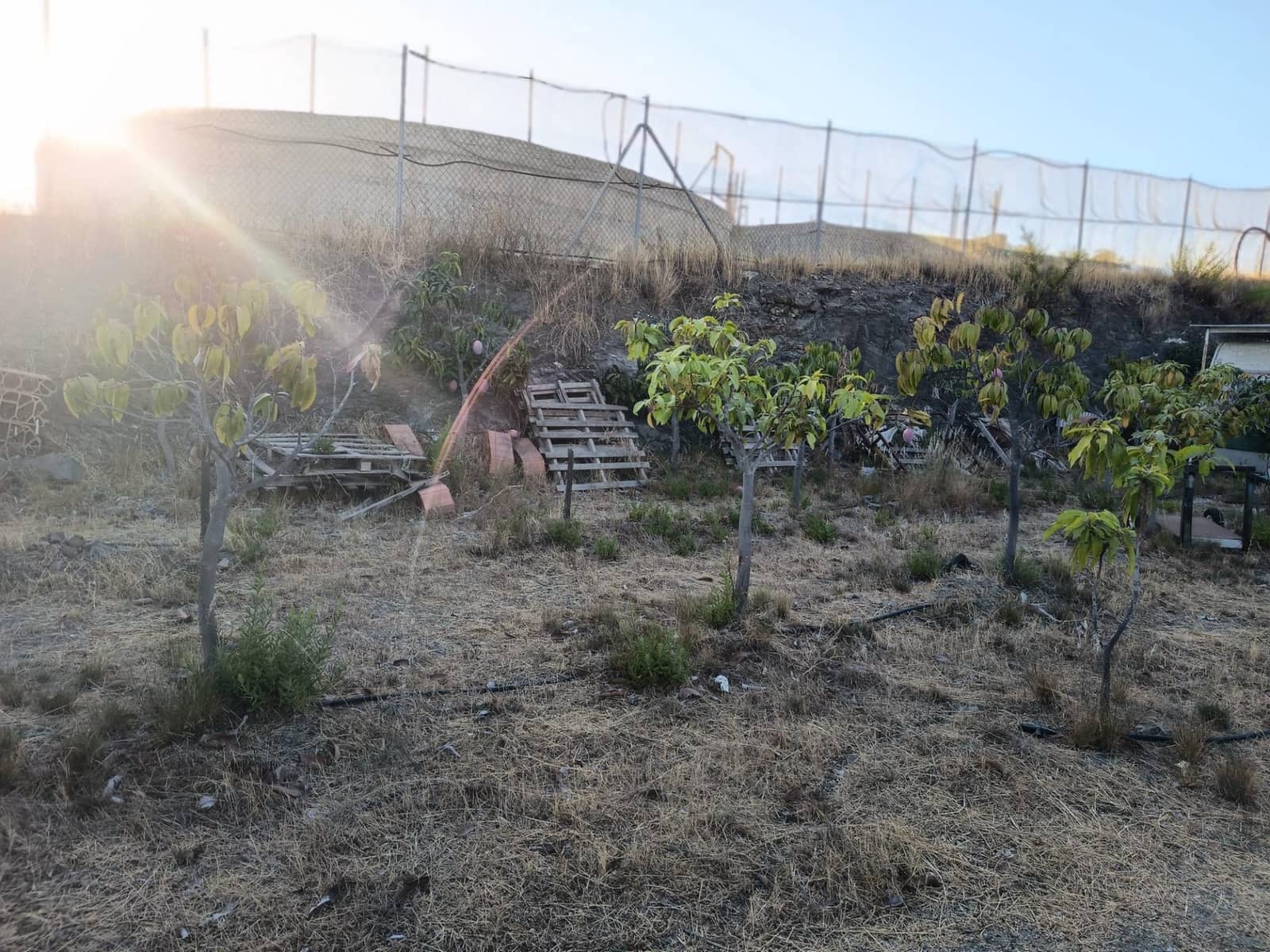 Mark till salu i Canillas de Aceituno - 120 000 € (Ref: 9296960)