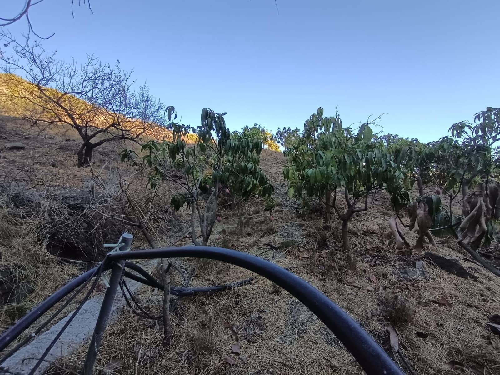 Mark till salu i Canillas de Aceituno - 120 000 € (Ref: 9296960)