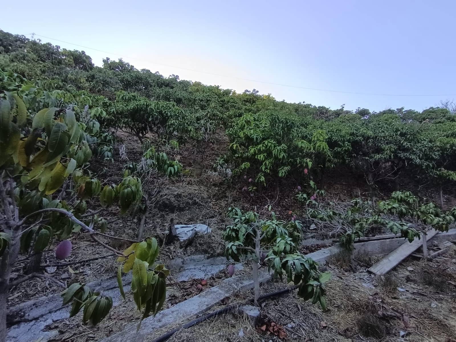 Mark till salu i Canillas de Aceituno - 120 000 € (Ref: 9296960)