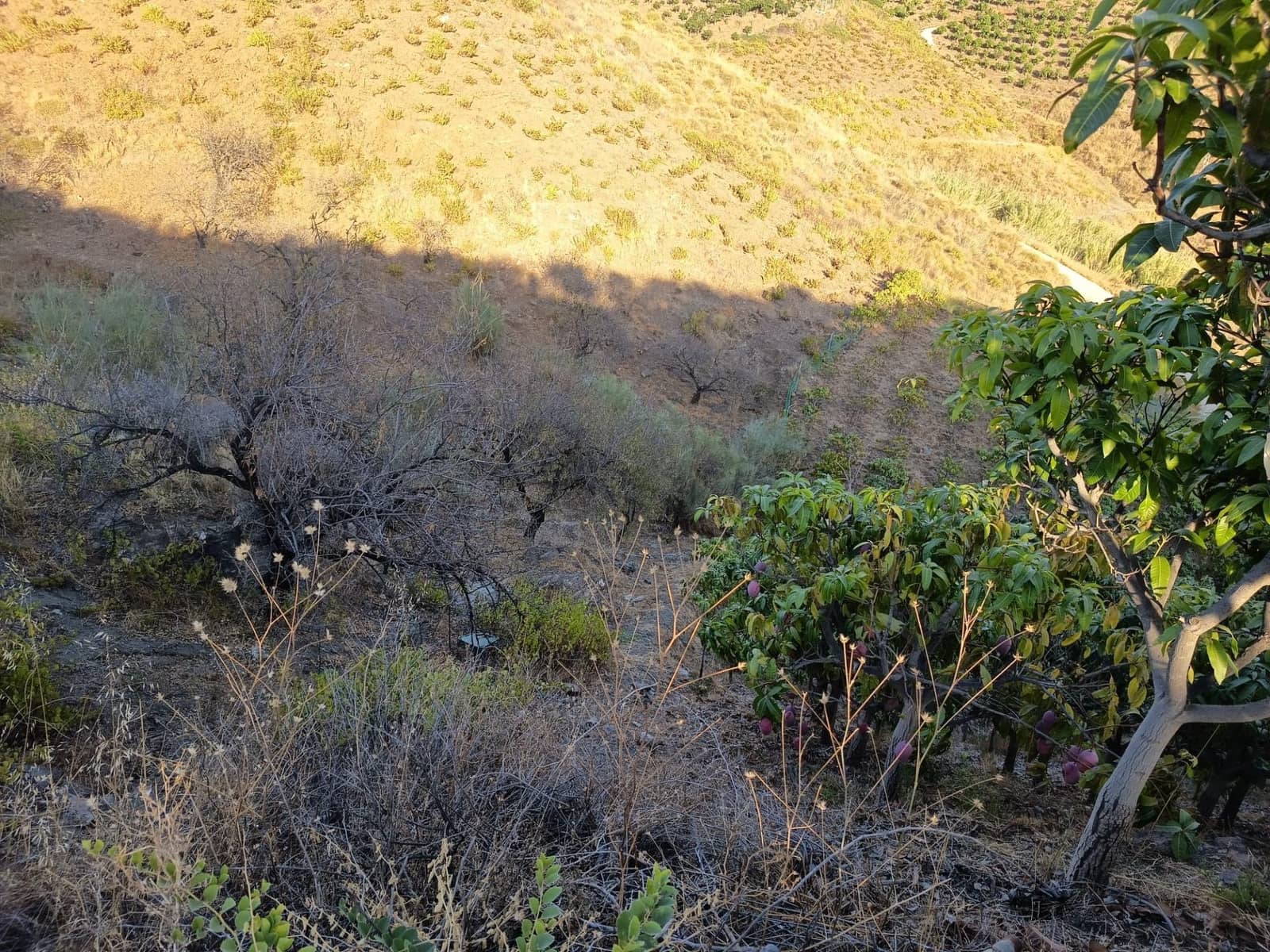 Mark till salu i Canillas de Aceituno - 120 000 € (Ref: 9296960)