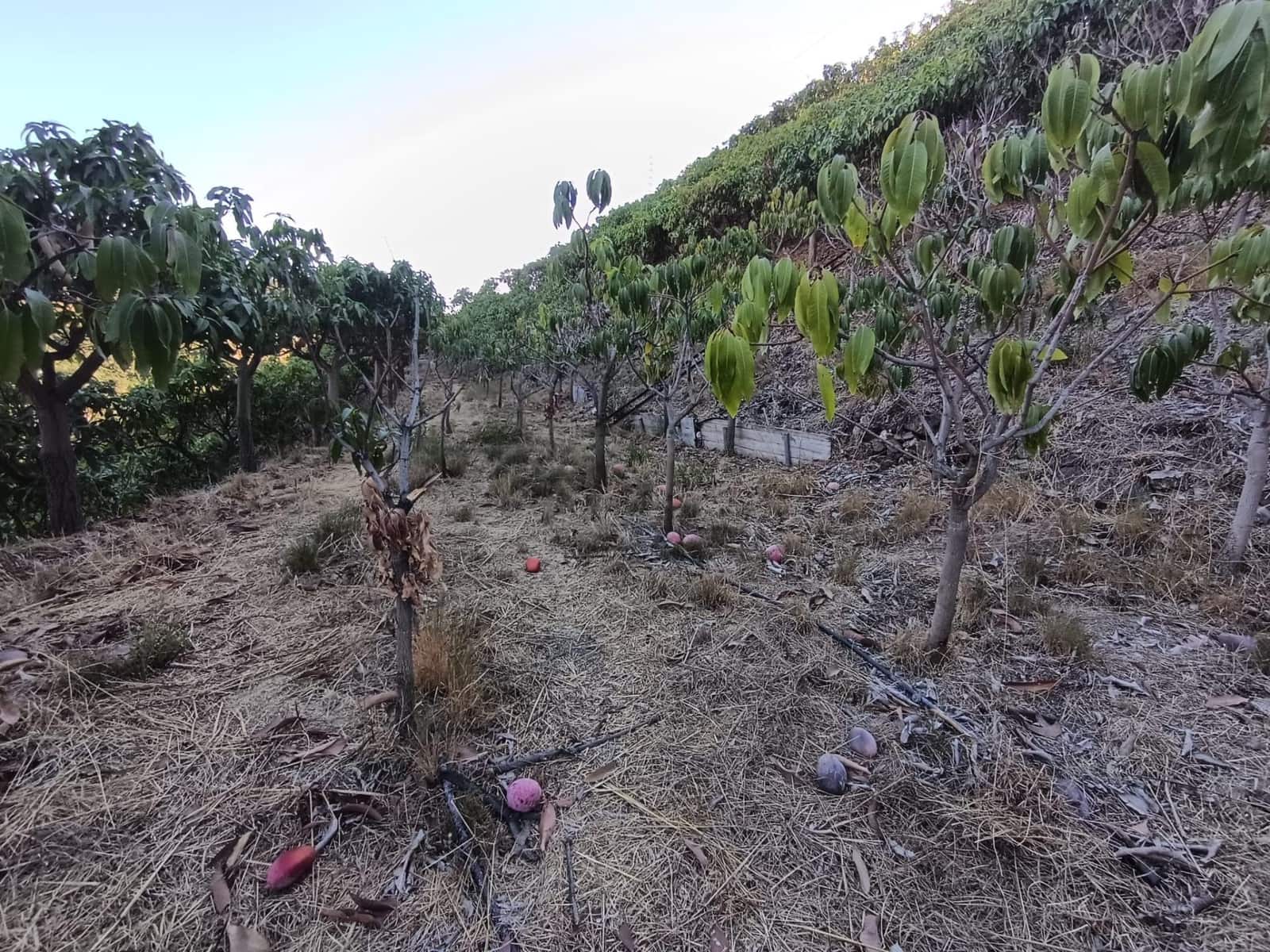 Mark till salu i Canillas de Aceituno - 120 000 € (Ref: 9296960)