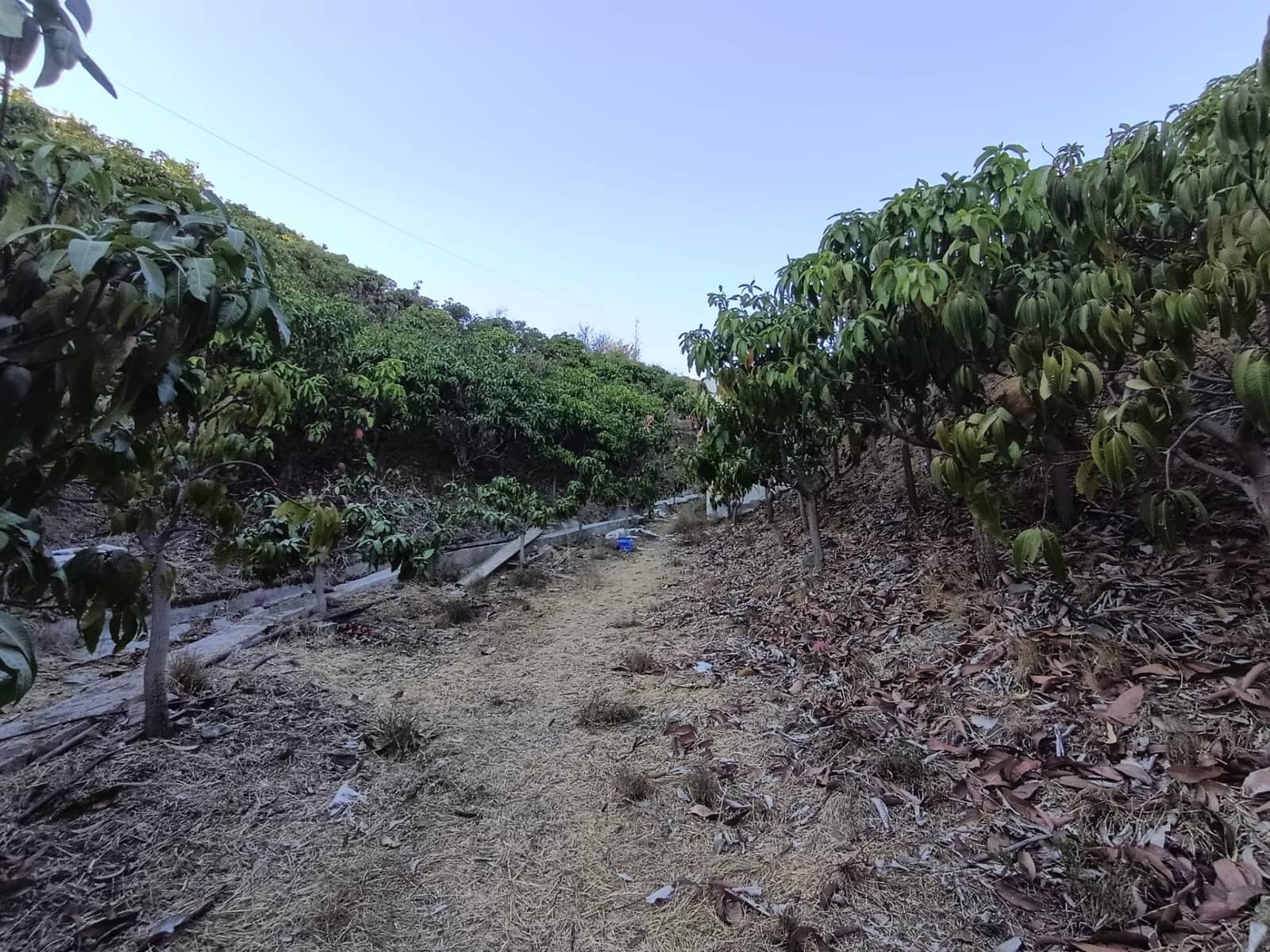 Mark till salu i Canillas de Aceituno - 120 000 € (Ref: 9296960)