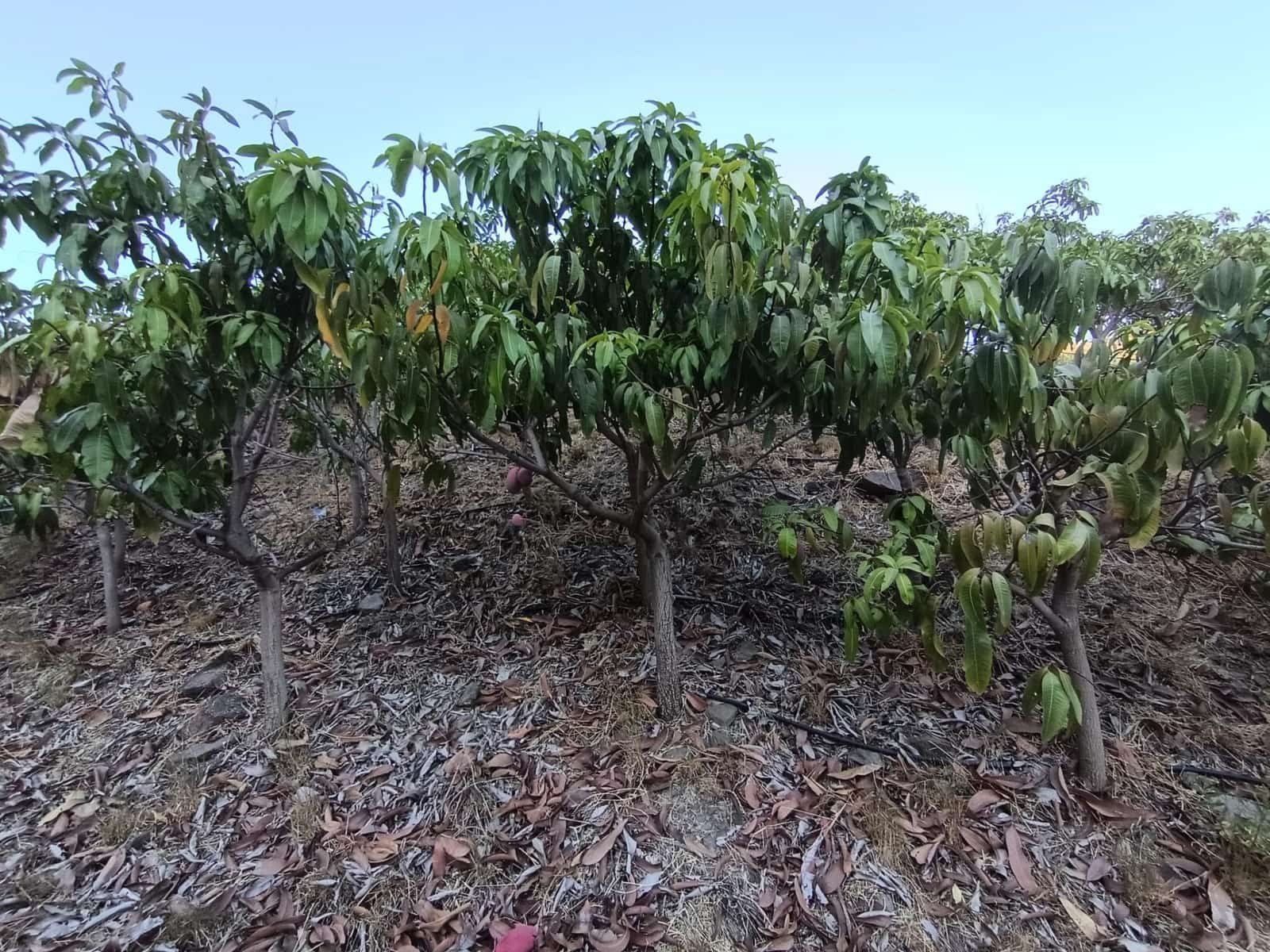 Mark till salu i Canillas de Aceituno - 120 000 € (Ref: 9296960)