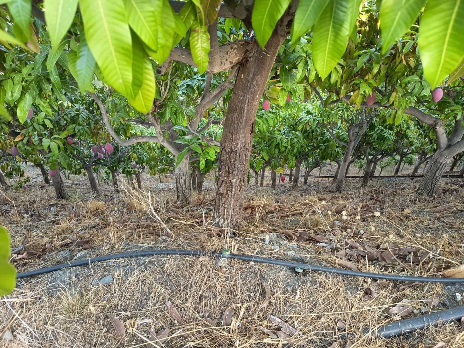 Mark till salu i Canillas de Aceituno - 120 000 € (Ref: 9296960)