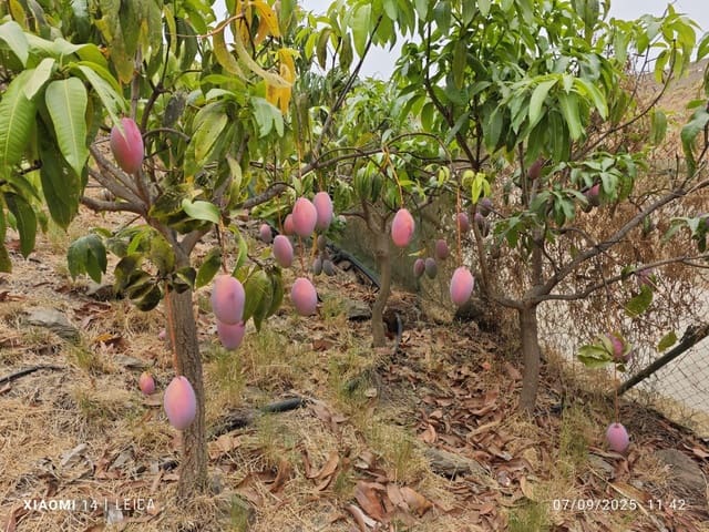 Mark till salu i Canillas de Aceituno - 120 000 € (Ref: 9296960)