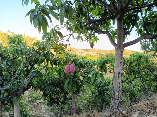 Mark till salu i Canillas de Aceituno - 120 000 € (Ref: 9296960)