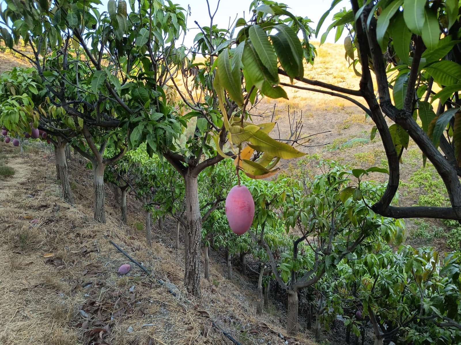 Mark till salu i Canillas de Aceituno - 120 000 € (Ref: 9296960)