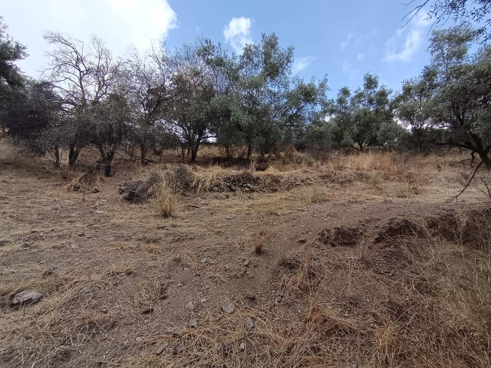 Terreno/Finca Rústica en Sedella en venta - 156.000 € (Ref: 9359669)