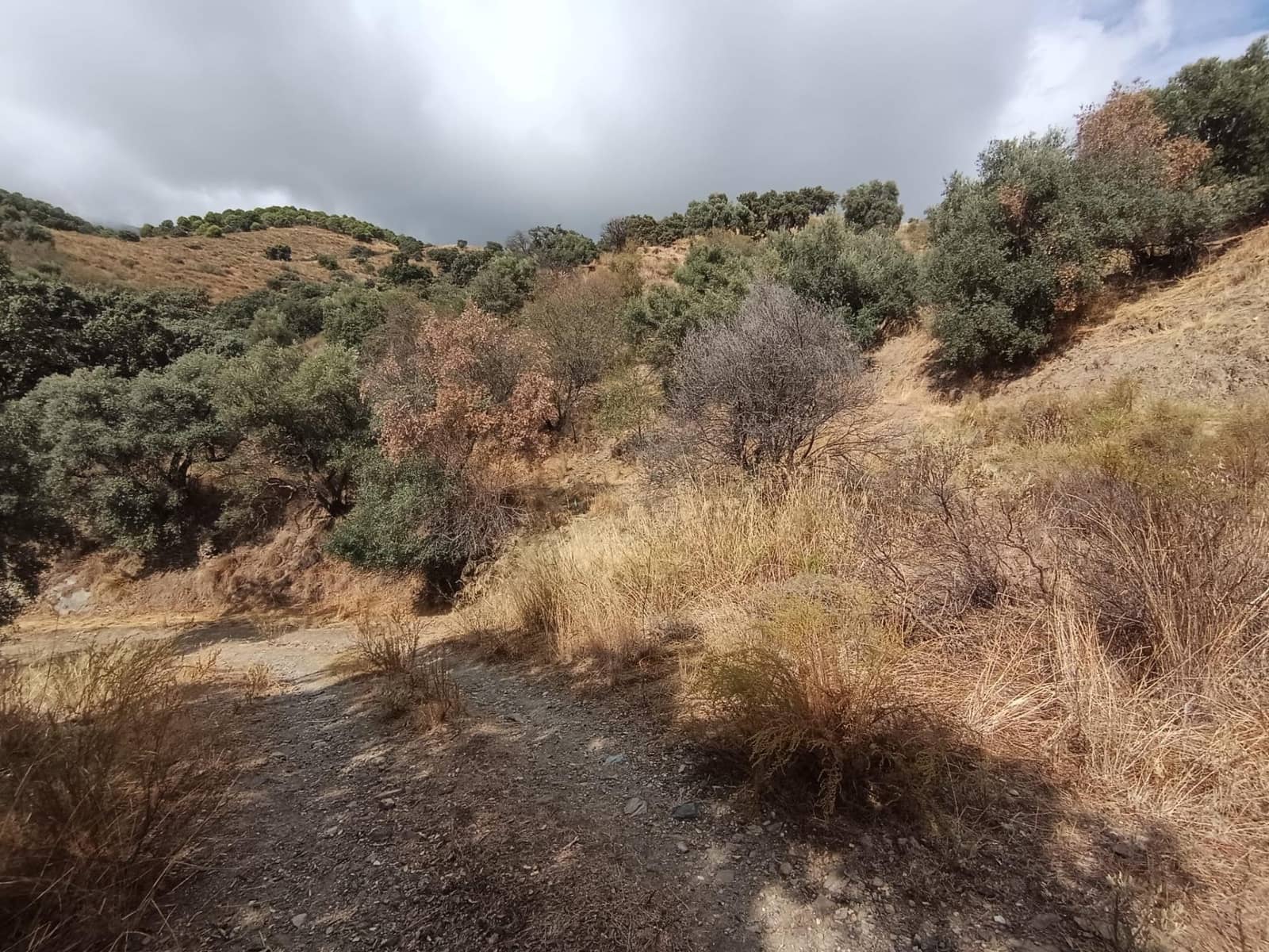 Terreno/Finca Rústica en Sedella en venta - 156.000 € (Ref: 9359669)