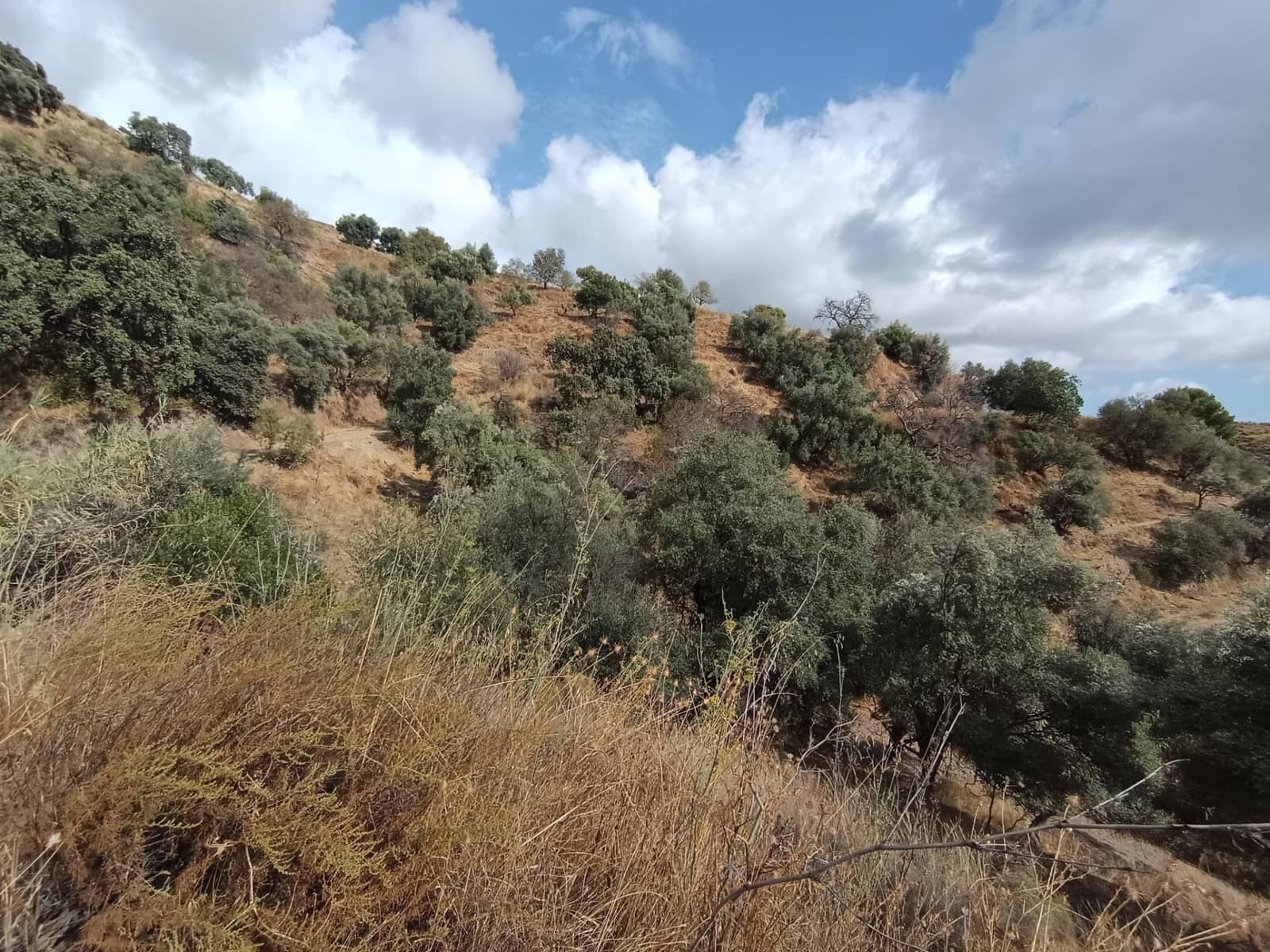 Landgrundstück zu verkaufen in Sedella - 156.000 € (Ref: 9359669)