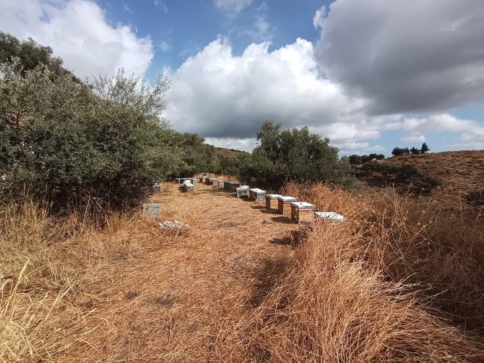 Landgrundstück zu verkaufen in Sedella - 156.000 € (Ref: 9359669)