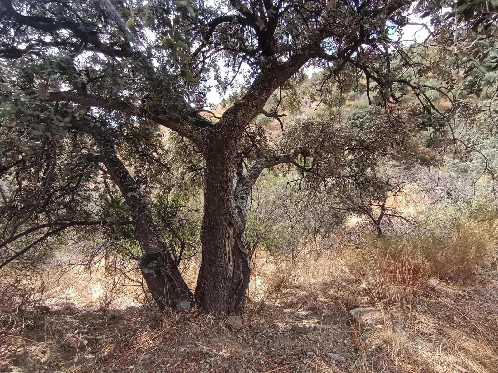 Landgrundstück zu verkaufen in Sedella - 156.000 € (Ref: 9359669)